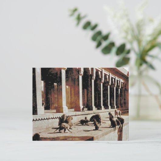  India, Monkey tempel Briefkaart (Staand voorkant)