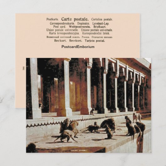  India, Monkey tempel Briefkaart (Voorkant / Achterkant)