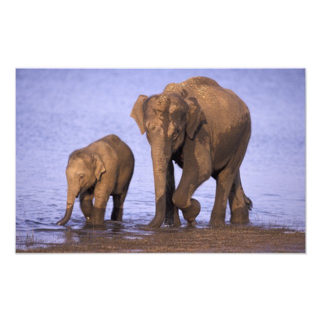 India, Nagarhole National Park. Aziatische olifant Foto Afdruk (Voorkant)