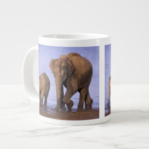 India, Nagarhole National Park. Aziatische olifant Grote Koffiekop
