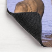 India, Nagarhole National Park. Aziatische olifant Muismat (Hoek)