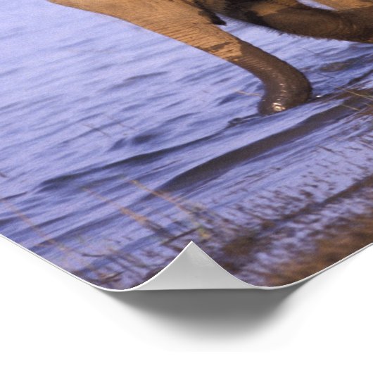 India, Nagarhole National Park. Aziatische olifant Poster (Hoek)