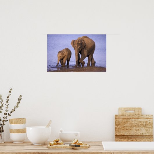 India, Nagarhole National Park. Aziatische olifant Poster (Keuken)