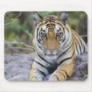 India, Nationaal Park Bandhavgarh, tijgerkub Muismat