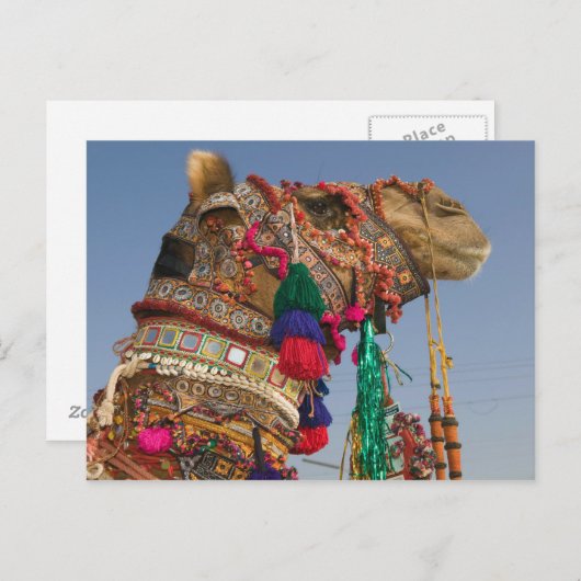 INDIA, Rajasthan, Pushkar: PUSHKAR CAMEL FAIR; Briefkaart (Voorkant / Achterkant)