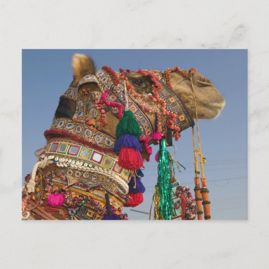 INDIA, Rajasthan, Pushkar: PUSHKAR KAMEELMARKT, Briefkaart (Voorkant)