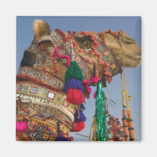 INDIA, Rajasthan, Pushkar: PUSHKAR KAMEELMARKT, Magneet (Voorkant)