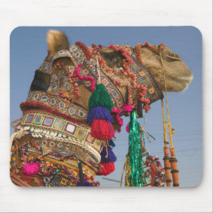 INDIA, Rajasthan, Pushkar: PUSHKAR KAMEELMARKT, Muismat