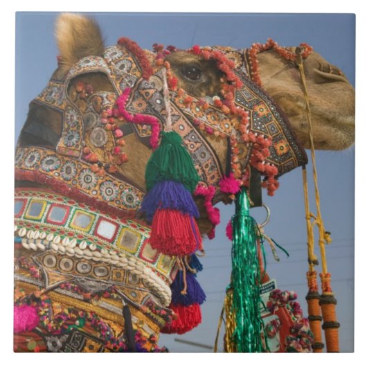 INDIA, Rajasthan, Pushkar: PUSHKAR KAMEELMARKT, Tegeltje (Voorkant)