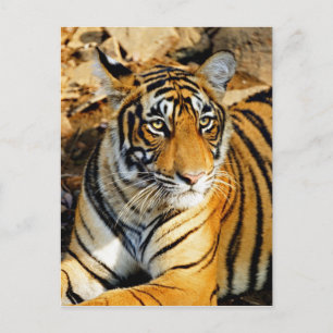 India, Sawai Madhopur, Ranthambore Nationaal Briefkaart