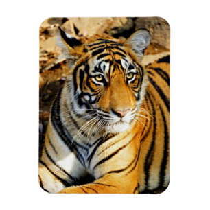 India, Sawai Madhopur, Ranthambore Nationaal Magneet