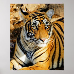 India, Sawai Madhopur, Ranthambore Nationaal Poster