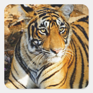 India, Sawai Madhopur, Ranthambore Nationaal Vierkante Sticker