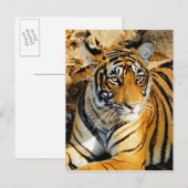 India, Sawai Madhopur, Ranthambore National Briefkaart (Voorkant / Achterkant)
