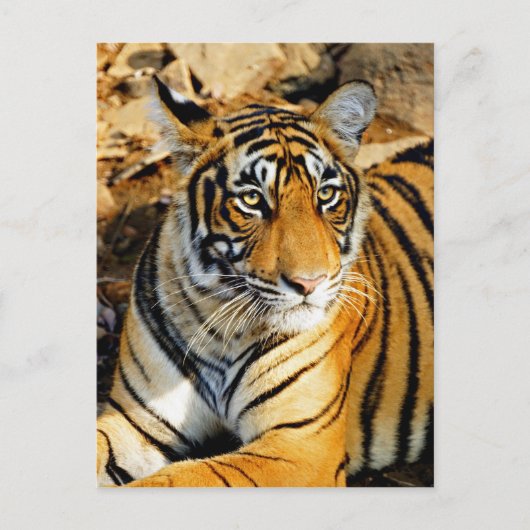 India, Sawai Madhopur, Ranthambore National Briefkaart (Voorkant)