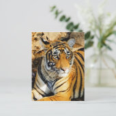 India, Sawai Madhopur, Ranthambore National Briefkaart (Staand voorkant)