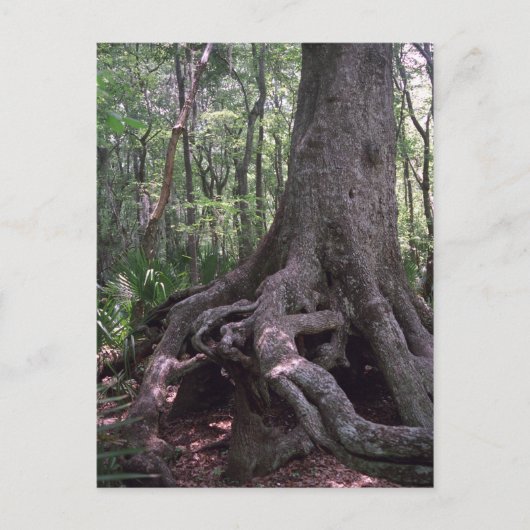 Indiaas Briefkaart van het Forest Artifact Custom (Voorkant)