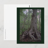 Indiaas Briefkaart van het Forest Artifact Custom (Voorkant / Achterkant)