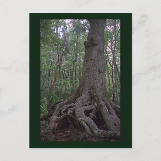 Indiaas Briefkaart van het Forest Artifact Custom (Voorkant)