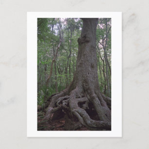 Indiaas Briefkaart van het Forest Artifact Custom 