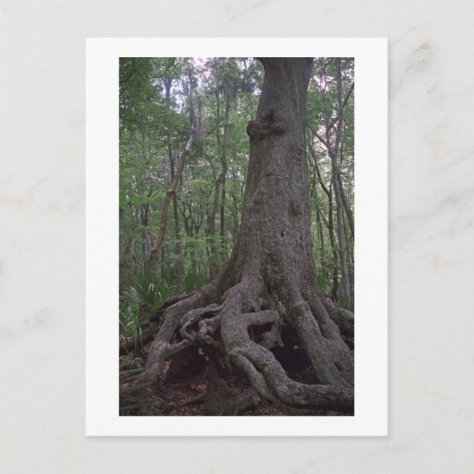 Indiaas Briefkaart van het Forest Artifact Custom  (Voorkant)