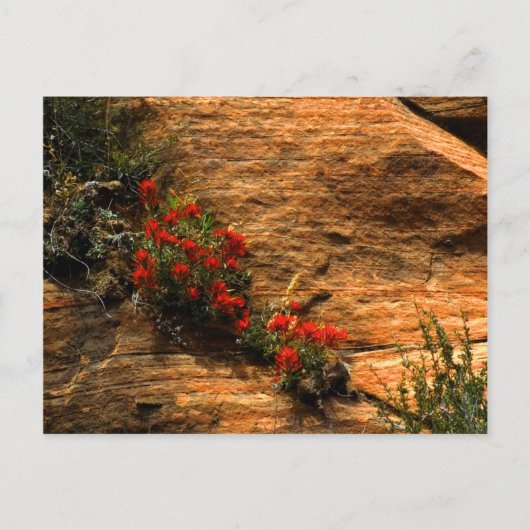 Indiaas Briefkaart voor penseel penseel (Voorkant)