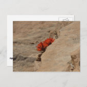 Indiaas penseel in Rocks bij Zion Briefkaart (Voorkant / Achterkant)