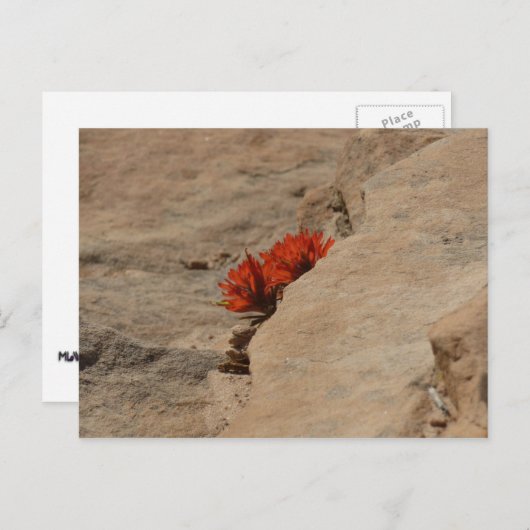 Indiaas penseel in Rocks bij Zion Briefkaart (Voorkant / Achterkant)