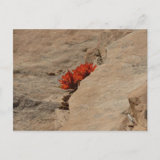 Indiaas penseel in Rocks bij Zion Briefkaart (Voorkant)