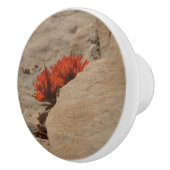 Indiaas penseel in Rocks bij Zion Keramische Knop (Rechts)