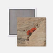 Indiaas penseel in Rocks bij Zion Magneet (Voorkant / Achterkant)