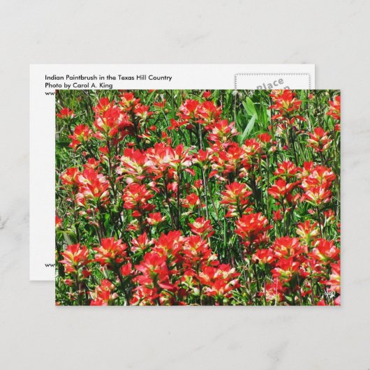 Indiaas penseelveld briefkaart (Voorkant / Achterkant)