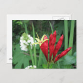 Indiaas Roze Briefkaart (Voorkant / Achterkant)