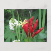 Indiaas Roze Briefkaart (Voorkant)