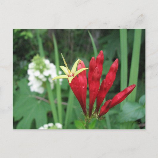 Indiaas Roze Briefkaart (Voorkant)