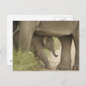 Indian / Asian Elephant and Young one, Corbett Briefkaart (Voorkant / Achterkant)
