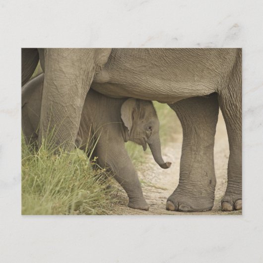 Indian / Asian Elephant and Young one, Corbett Briefkaart (Voorkant)