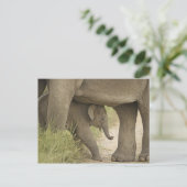 Indian / Asian Elephant and Young one, Corbett Briefkaart (Staand voorkant)
