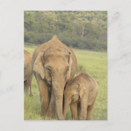 Indian / Asian Elephant and Young one, Corbett Briefkaart