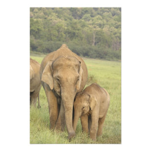 Indian / Asian Elephant and Young one, Corbett Foto Afdruk