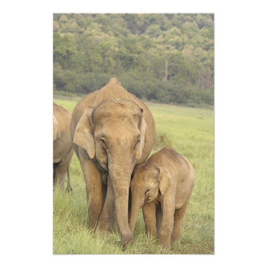 Indian / Asian Elephant and Young one, Corbett Foto Afdruk (Voorkant)