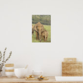 Indian / Asian Elephant and Young one, Corbett Poster (Keuken)