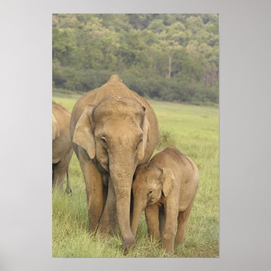 Indian / Asian Elephant and Young one, Corbett Poster (Voorkant)
