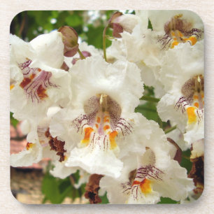 Indian Bean Tree Flowers Hard Plastic Onderzetter