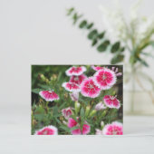 Indian Blankets POSTCARD Briefkaart (Staand voorkant)