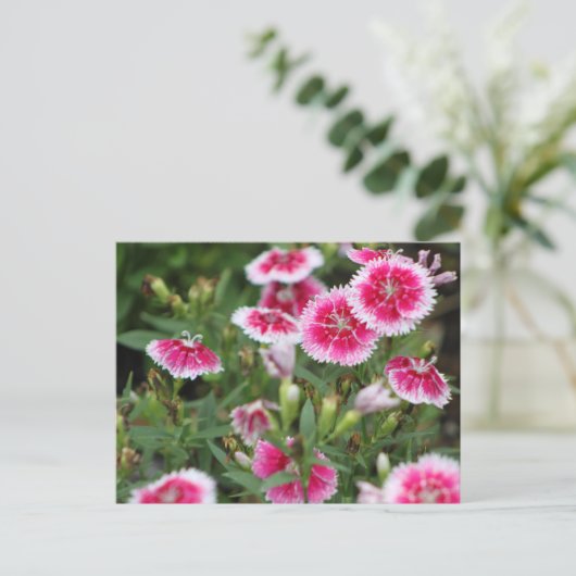 Indian Blankets POSTCARD Briefkaart (Staand voorkant)