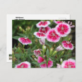 Indian Blankets POSTCARD Briefkaart (Voorkant / Achterkant)