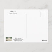 Indian Blankets POSTCARD Briefkaart (Achterkant)