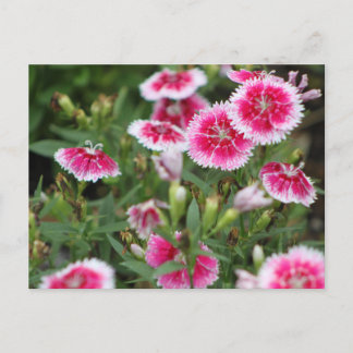 Indian Blankets POSTCARD Briefkaart