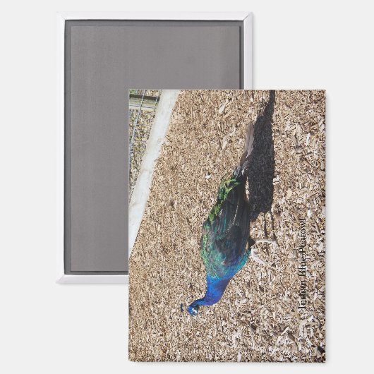 Indian Blue Peafowl magnet (Voorkant / Achterkant)
